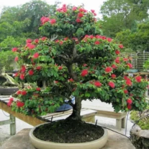 Calliandra plant