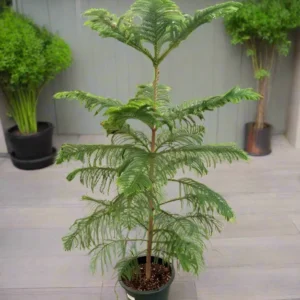 Araucaria plant