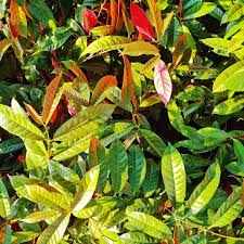 Assokeria plant
