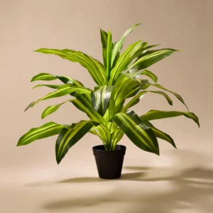 Dracaena plant( Makki patta)