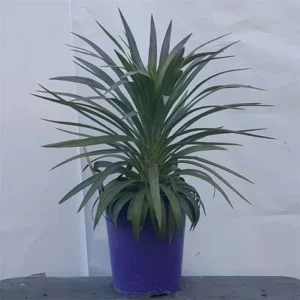 yucca shower plant
