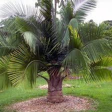 Ravenēa palm