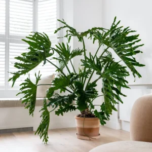 philodendron selloum plant